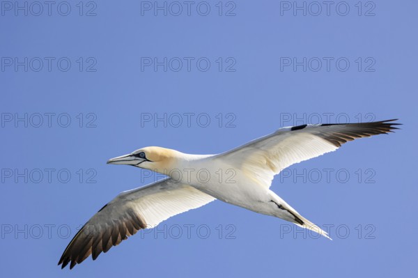 Northern gannet (Morus bassanus) in flight, Shetland Islands, Great Britain