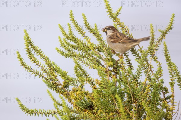House sparrow (Passer domesticus) foraging, Faro, Algarve, Portugal, Europe