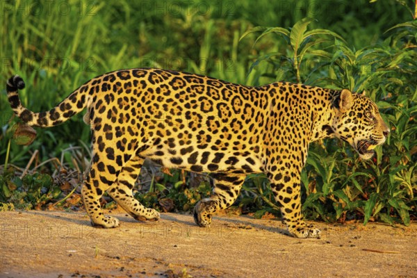 Jaguar (Panthera onca) Pantanal Brazil