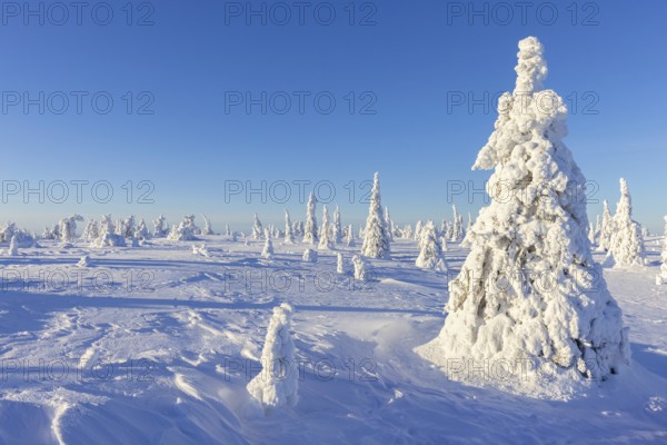 Tykky forest, snow covered spruce trees on the taiga in winter, Riisitunturi National Park in Finnish Lapland near Posio, Koillismaa, Finland, Europe