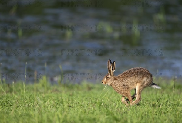 Running hare (Lepus europaeus) in a meadow, Lower Rhine, North Rhine-Westphalia, Germany, Europe