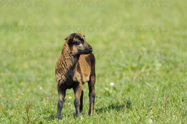 Cameroon sheep, domestic sheep (Ovis gmelini aries) lamb in a meadow, Bavaria