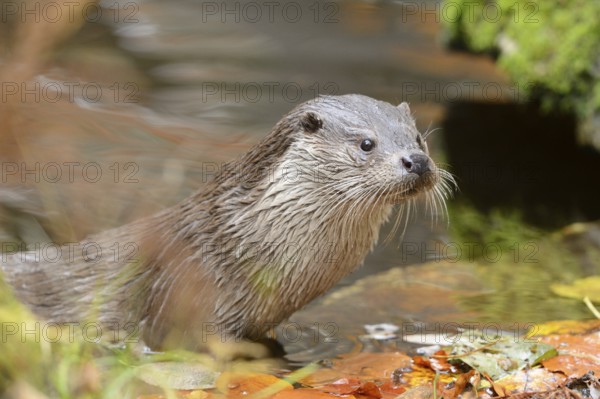 Close-up of a European otter (Lutra lutra) in autumn in the bavarian forest