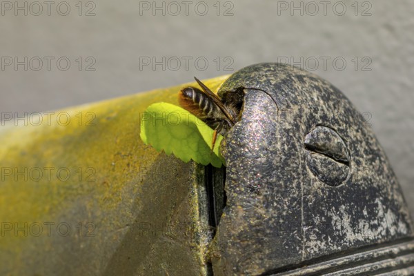 Close-up of a leafcutter bee (Megachile) crawling with a leaf into an old, rusty metal object, Ternitz, Lower Austria, Austria, Europe