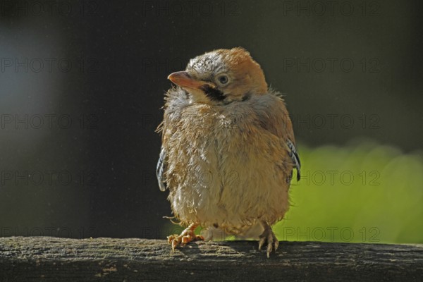 Eurasian jay (Garrulus glandarius), young bird