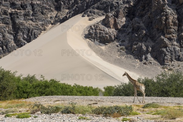 Angola giraffe (Giraffa camelopardalis angolensis) in front of a dune, Hoanib dry river, Kaokoveld, Kunene region, Namibia, Africa