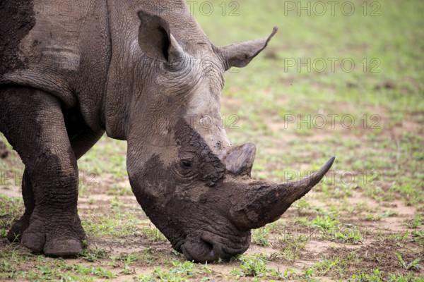 White rhino, white rhino (Ceratotherium simum), adult portrait feeding, Hluhluwe Umfolozi National Park, Hluhluwe iMfolozi National Park, KwaZulu Natal, South Africa, Africa