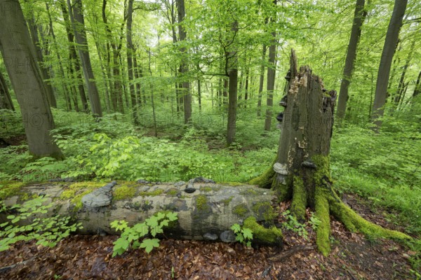 Near-natural deciduous forest, copper beech (Fagus sylvatica) deadwood overgrown with moss and tinder fungus (Fomes fomentarius), Hainich National Park, Thuringia, Germany, Europe