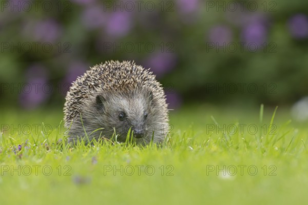 European hedgehog (Erinaceus europaeus) adult animal on an urban garden grass lawn, England, United Kingdom, Europe
