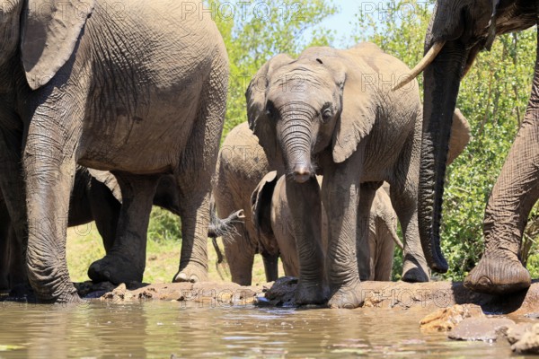 African elephant (Loxodonta africana), young animal, drinking, at the water, Kruger National Park, Kruger National Park, South Africa, Africa