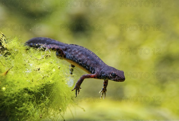 Alpine newt (Ichthyosaura alpestris), True salamander, tailed amphibian, captive, distribution in parts of Europe, including the Alps