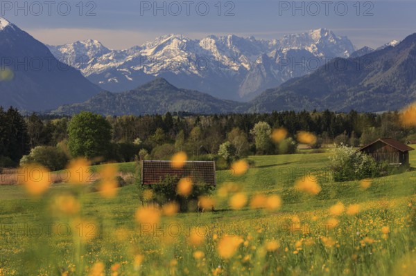 Colourful flower meadow in front of snowy mountains, spring, near Murnau, behind Wetterstein mountains and Zugspitze, Bavaria, Germany, Europe