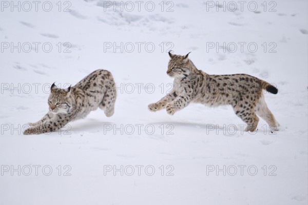 Eurasian lynx (Lynx lynx) playing in the snow in winter, running, Bavaria, Germany, Europe