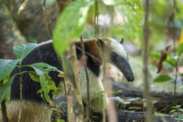 Northern tamandua (Tamandua mexicana), adult, foraging in the rainforest, view into the Makera, Corcovado National Park, Osa, Puntarena Province, Costa Rica, Central America