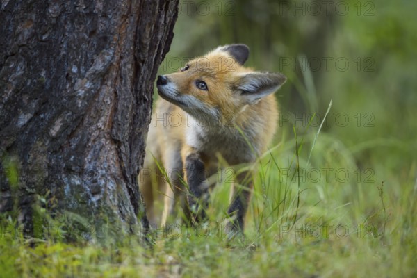 Red fox (Vulpes vulpes), a curious young fox sniffing a tree in a forest clearing, summer, Hesse, Germany, Europe