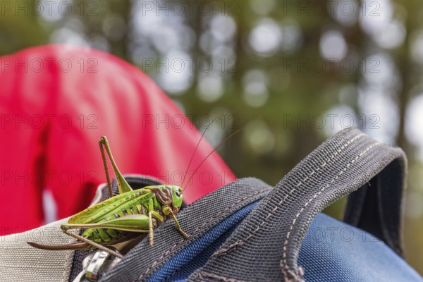 Green grasshopper sitting on a backpack