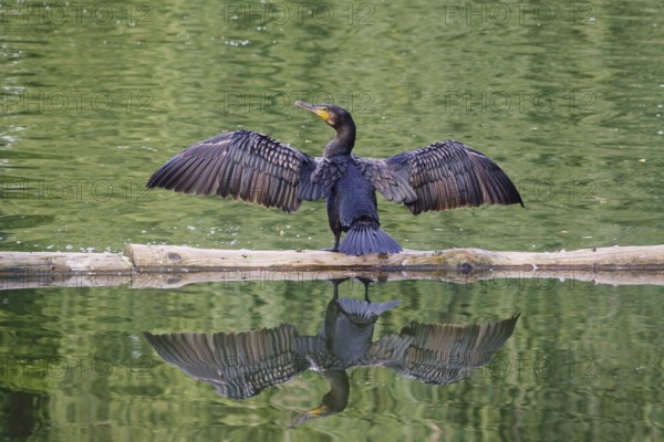 Great cormorant (Phalacrocorax carbo), June, Germany, Europe