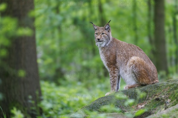 Lynx (Lynx lynx), Germany, Europe
