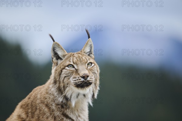 Eurasian lynx (Lynx lynx), portrait, Wildpark Aurach, Kitzbühl, Tirol, Austria, Europe