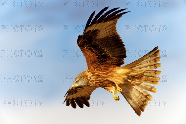Red kite (Milvus milvus), flight, Pyrenees, Spain, Europe