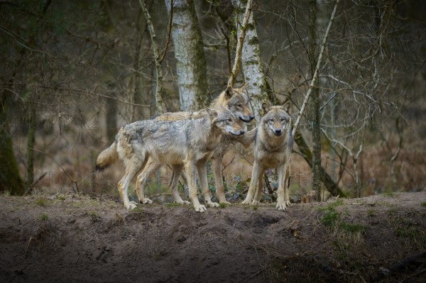 Three gray wolves (Canis Lupus), standing in the winter forest in front of birch trees and looking at each other attentively, Germany, Europe
