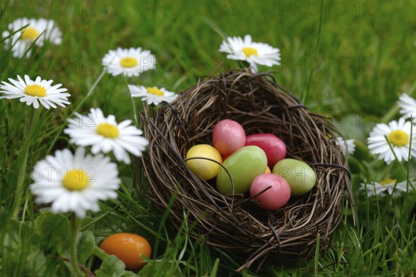 Sugar eggs in an Easter nest in the meadow with daisies
