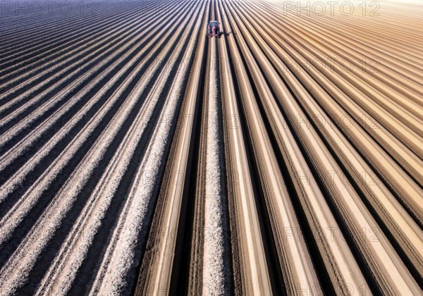 An aerial photo shows a tractor in a large asparagus field. Preparations for the asparagus season. The soil is loosened with a tiller at the front of the tractor, the rear tiller of the tractor creates the typical asparagus mound, Klaistow, Germany, Europe