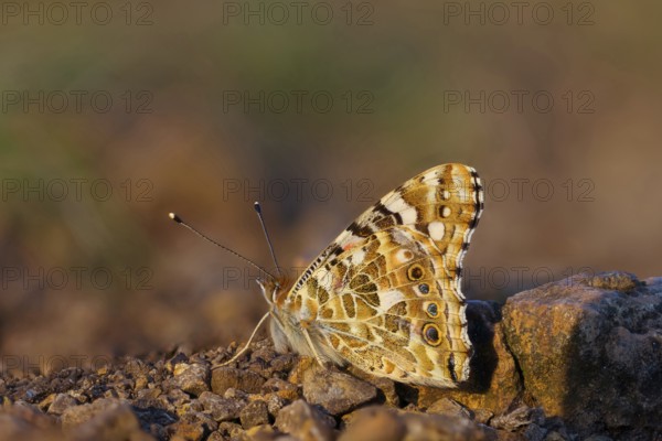 Thistle butterfly, (Vanessa cardu), Syn. Cynthia cardui, butterfly, Kaiserstuhl, Baden-Württemberg, Germany, Europe
