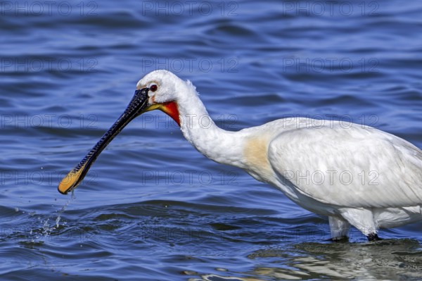 Eurasian spoonbill, common spoonbill (Platalea leucorodia) adult in breeding plumage foraging in shallow water of coastal salt marsh in summer