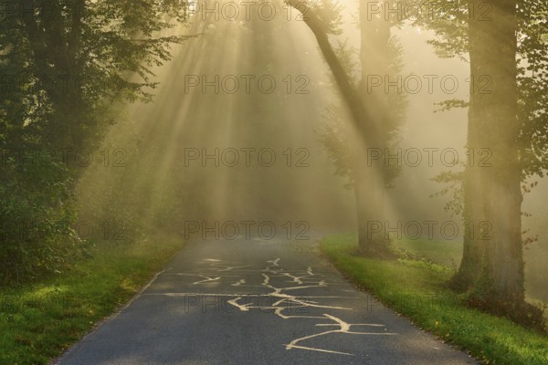 Enchanted forest road at sunrise, rays of light break through the trees in a misty atmosphere, Großheubach, Miltenberg, Spessart, Bavaria, Germany, Europe