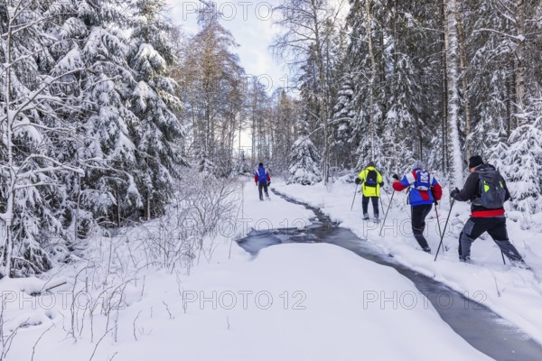 Group of people hiking in deep snow on a path by a frozen creek in a spruce forest. Sweden