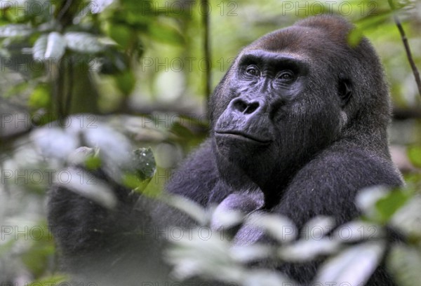 Western lowland gorilla (Gorilla gorilla gorilla), male, silverback, Baï-Hokou, Dzanga-Ndoki National Park, Unesco World Heritage Site, Dzanga-Sangha Complex of Protected Areas (DSPAC), Sangha-Mbaéré Prefecture, Central African Republic, Africa