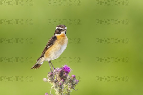 Whinchat (Saxicola rubetra), male standing on marsh thistle (Cirsium palustre), songbirds, animals, birds, North Rhine-Westphalia, Germany, Europe