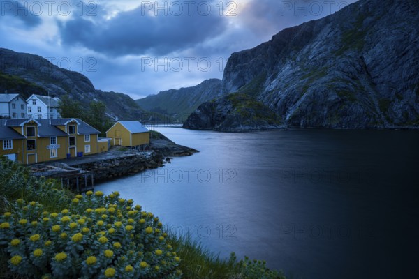 View of Nusfjord with yellow or ochre-coloured and white houses by the sea, mountains in the background. Yellow flowers in the foreground. At night at the time of the midnight sun. Cloudy sky. Long exposure with blurred clouds. Early summer. Nusfjord, Flakstadoya, Lofoten, Norway, Europe