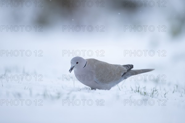 Eurasian collard dove Streptopelia decaocto adult bird feeding on a snow covered garden lawn in winter, England, United Kingdom, Europe