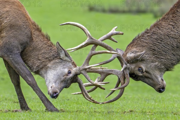 Close-up of two rutting red deer (Cervus elaphus) stags fighting by locking antlers during fierce mating battle in grassland during the rut in autumn