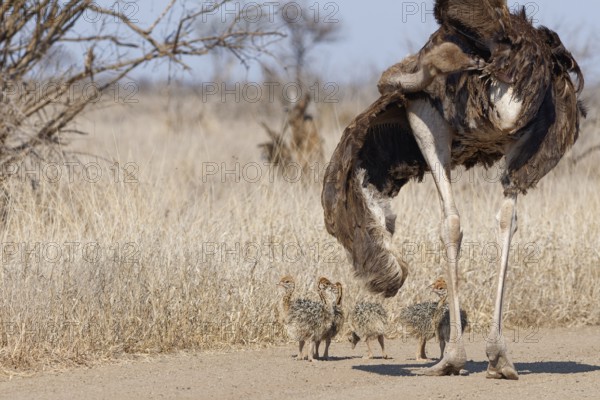 South African ostriches (Struthio camelus australis), group of several chicks, standing on the dirt road, next to their mother grooming itself, Kruger National Park, South Africa, Africa