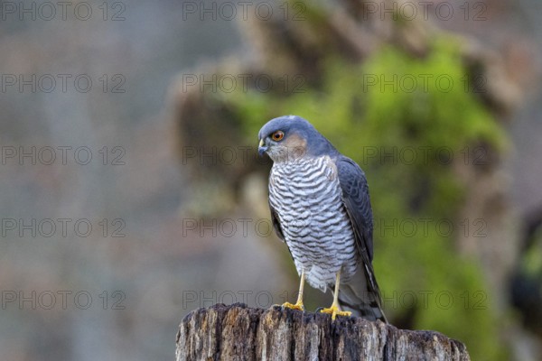 Sparrowhawk (Accipiter nisus) ml Germany