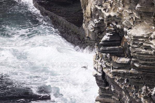 Black-legged kittiwake (Rissa tridactyla) landing on a cliff band with guillemots (Uria aalge) and conspecifics, Orkney Islands, Scotland, Great Britain