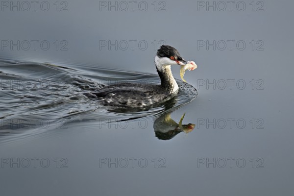 Slavonian grebe (Podiceps auritus), adult, in a white plumage, winter plumage, swimming with a fish in its beak, Lake Zug, Switzerland, Europe