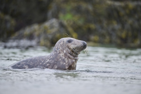 Grey seal (Halichoerus grypus) looking out of the water while swimming in the sea, Düne, Helgoland, Schleswig-Holstein, Germany, Europe