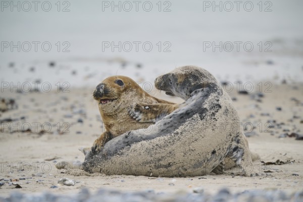 Grey seal (Halichoerus grypus) playing with each other on the beach, Düne, Helgoland, Schleswig-Holstein, Germany, Europe