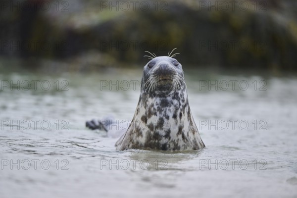 Grey seal (Halichoerus grypus) looking out of the water while swimming in the sea, Düne, Helgoland, Schleswig-Holstein, Germany, Europe