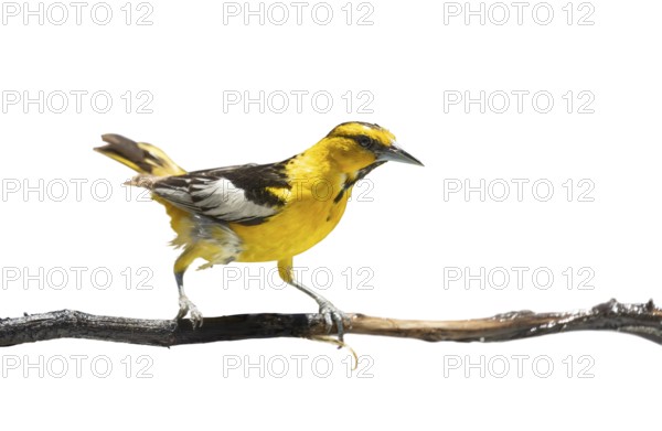 Bullock's oriole bird close-up perched on a branch isolated on a white background