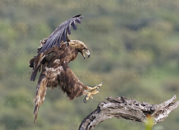 Golden eagle (Aquila chrysaetos) approaching its perch, Extremadura, Spain, Europe