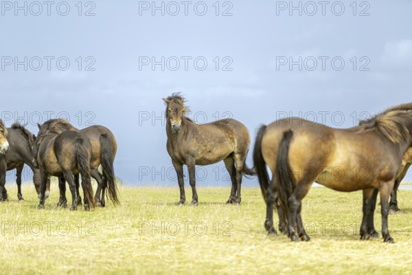 Brown horses stand and graze peacefully in an open meadow under a clear sky