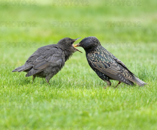 Starling (Sturnus vulgaris), adult bird feeding a young bird on a lawn in the garden, Lower Saxony, Germany, Europe