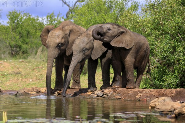 African elephant (Loxodonta africana), three young animals, at the water, drinking, group, Kruger National Park, Kruger National Park, South Africa, Africa