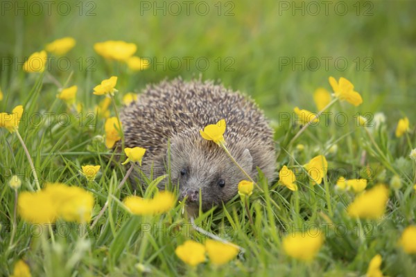 European hedgehog (Erinaceus europaeus) adult in a spring meadow with flowering Buttercup plants, England, United Kingdom, Europe