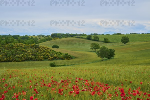 Green, hilly landscape with poppies (papaver) in the foreground and scattered trees under a cloudy sky, Somme-Valensole, Alpes-de-Haute-Provence, Provence-Alpes-Cote d'Azur, France, Europe
